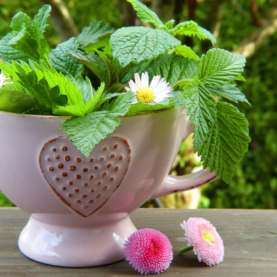herbes-medecine-fleurs-naturopathe-catherine-sudot
