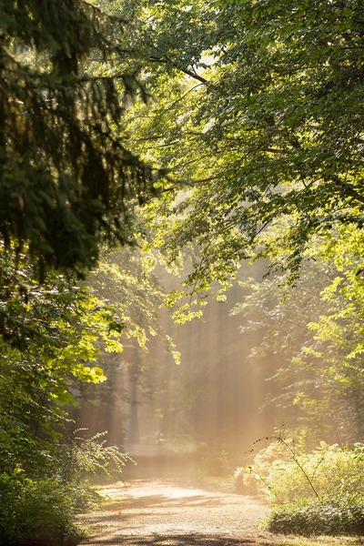 nature-et-vous-ressourcer-balade-naturopathe-limousin